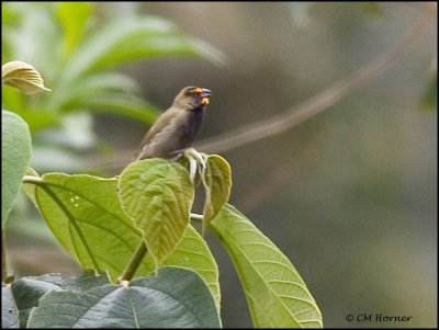 9106 Yellow-faced Grassquit