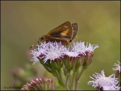 9112 Skipper id