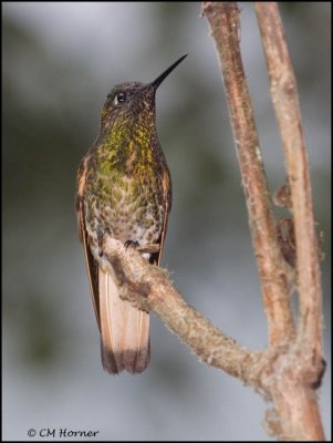 9141 Buff-tailed Coronet