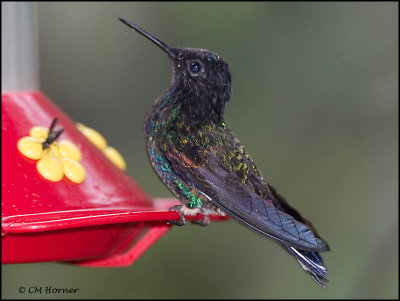 9146 Velvet-purple Coronet