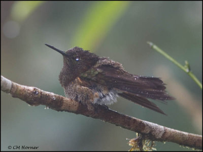 9159 Buff-tailed Coronet