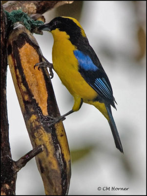 9177 Blue-winged Mountain-Tanager