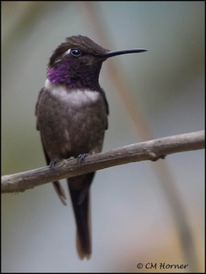 8790 Purple-throated Woodstar male