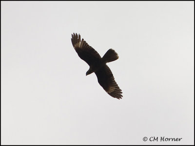 9246 Carunculated Caracara juvenile