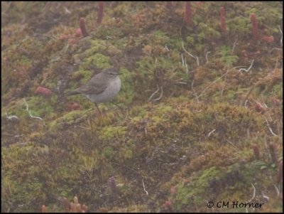 9253 Paramo Ground-Tyrant