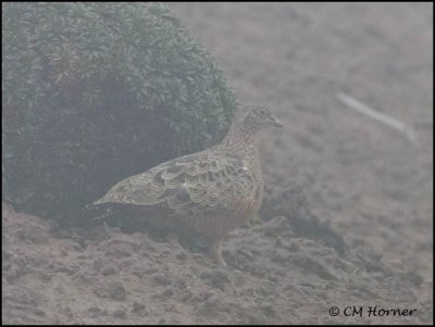 9269 Rufous-bellied Seedsnipe