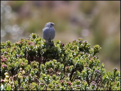 9363 Red-crested Cotinga