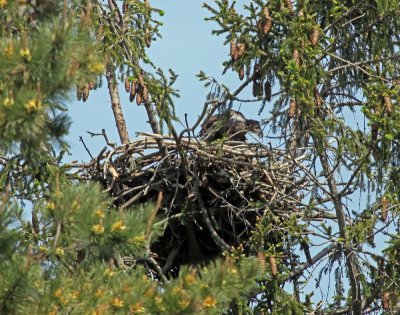 Juvenile Bald Eagle