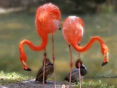 Flamingos_and_Ducks.jpg
