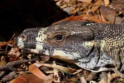 Lace Goanna