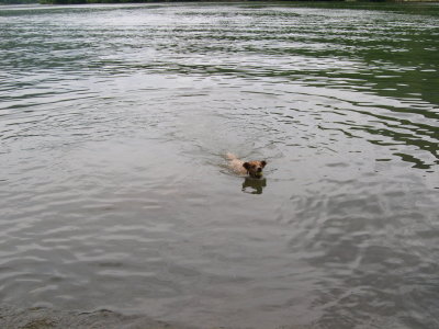 Kitty chasing a stick in the Chattahoochee River