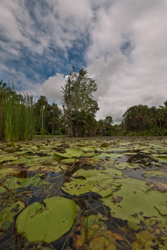 Pond and clouds </p>P1000200