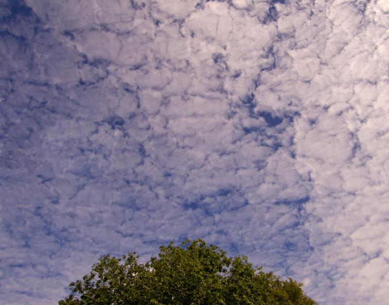 clouds and treetop 4<p>CRW_1112