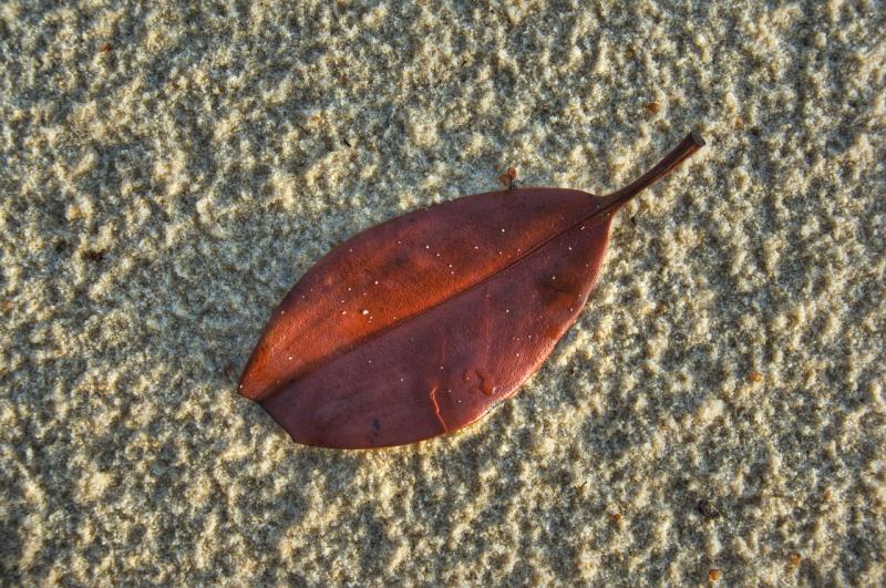 leaf on beach, after rain<p>_DSC3585