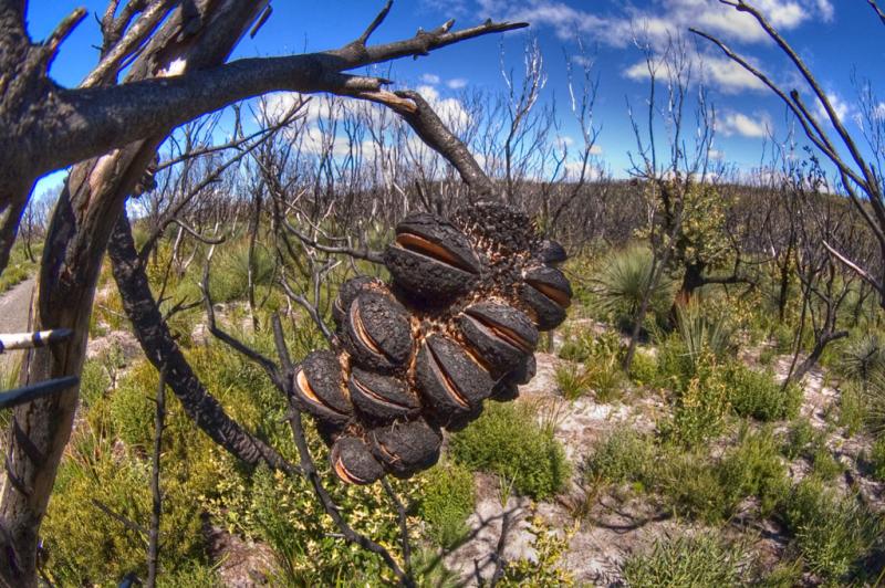 Banksia after a bushfire _DSC7046