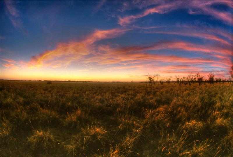 sunrise over mitchell grass u001936