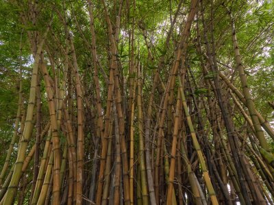 Bamboo </p>P1000189