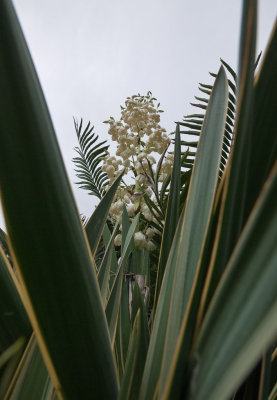Flowering yucca (P1000909)
