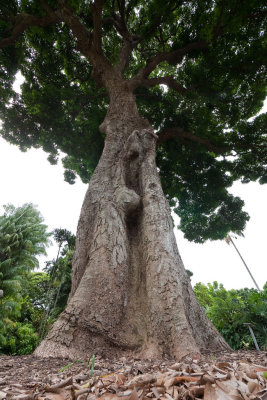 Mango tree (P1000934)