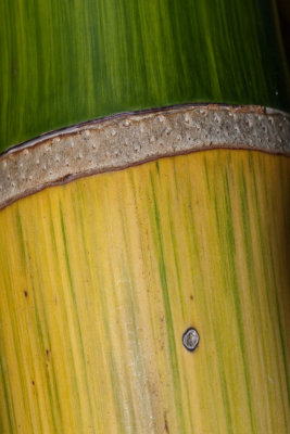 Ornamental bamboo </p>(P1000974)