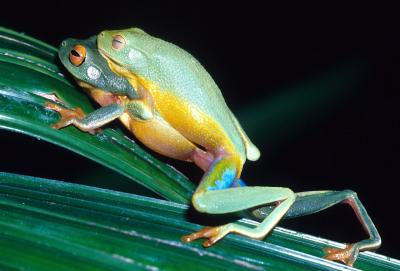 New frog species found by Keith McDonald north Queensland (n002122)