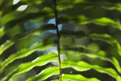 sunlit tree fern leaf paluma_DSC2702
