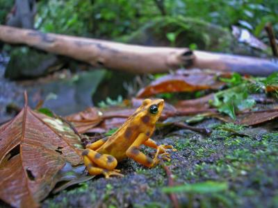 Golden Frog, Atelopus zeteki, El Cope, Panama DSCN2127