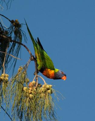 Rainbow Lorikeet in Casuarina _DSC3035