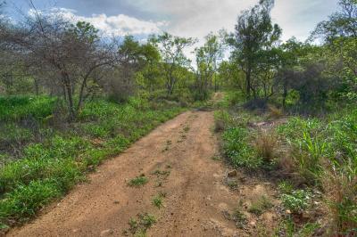 Road in bush, with lots of weeds but pretty anyway _DSC3515