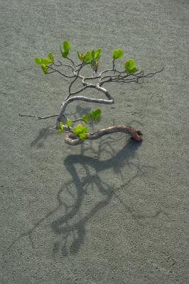 mangrove sand and shadowDSC3678
