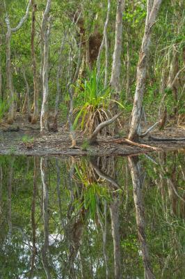 Reflecting pool with paperbark and pandanus _DSC3707