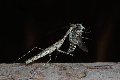 mantis eating tabanid fly (_DSC3900)