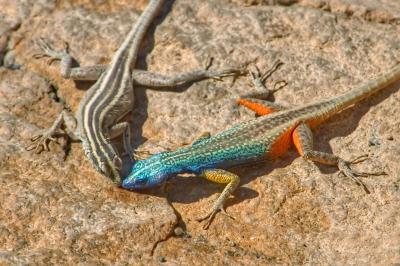 Male and female blue-headed lizards drinking _DSC1547