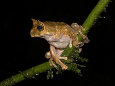 Gastrotheca cornuta DSCN2040