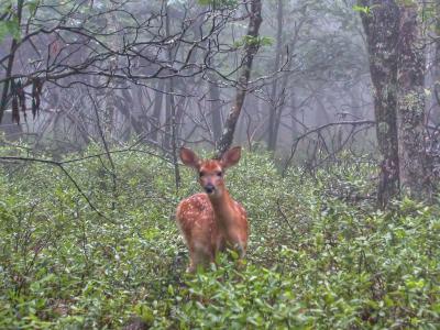 fawn in mist  DSCN0301