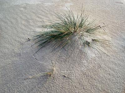 Grass on dunes u002116