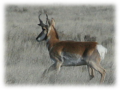 Antelope 2.jpg