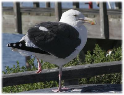 Gull 2.jpg