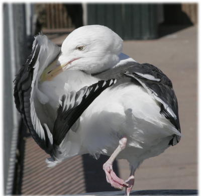 Gull 3.jpg