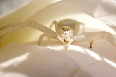 Spider in a Rose