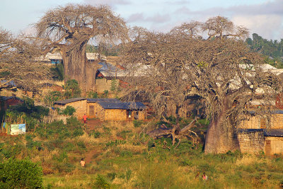 Baobab Village