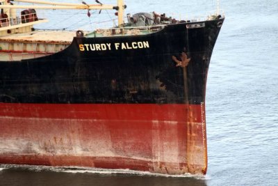 Sturdy Falcon