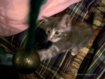Kitten Mania with Brass Bell!