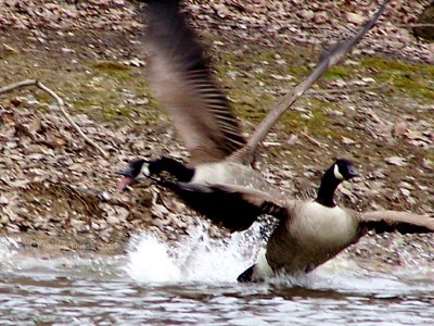 Mating Season for Canda Geese.