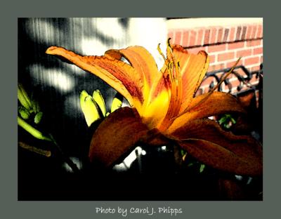 A Golden Day Lily.