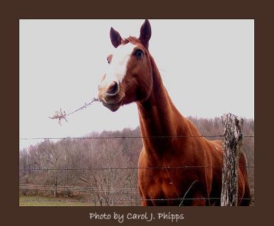 The Horse who posed for a portrait \ West Virginia (USA)