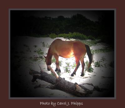 Assateague Island, Maryland (USA)