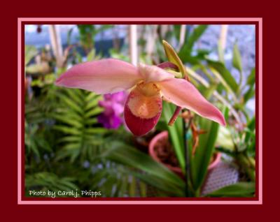 December Orchid.