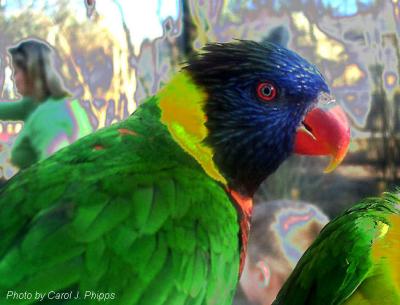 Lorikeet.JPG