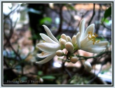 New Buds on Indoor Tree.